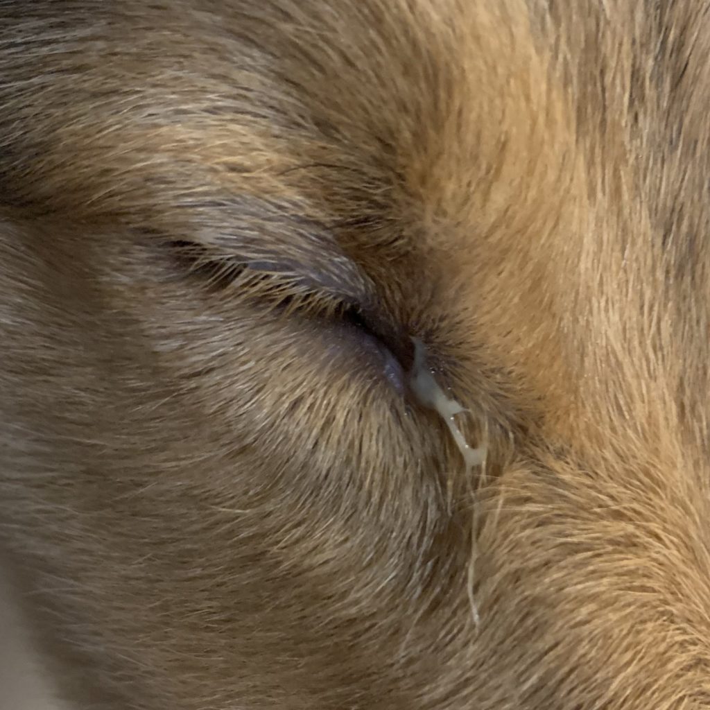 犬の目やにが臭い 緑や黒 茶色の原因は 白い粘りの場合と取り方も しぽふる