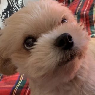 小型犬で飼いやすい 賢い種類とは おとなしい性格や特徴も しぽふる