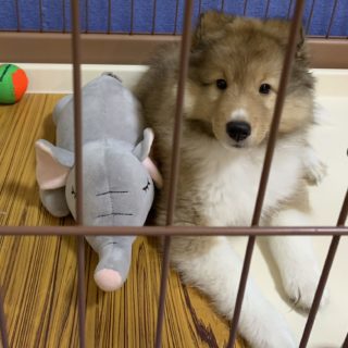 犬の留守番でゲージで長時間はok うんちまみれの対策や 吠える 遠吠えも しぽふる