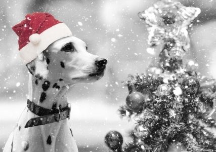 クリスマス2021。大型犬の衣装(服)や、プレゼントのおすすめ！グッズも。