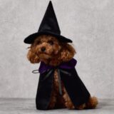 【スリーコインズ】スリコのハロウィン犬グッズ2025、発売日はいつから？衣装の種類も。