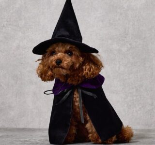 【スリーコインズ】スリコのハロウィン犬グッズ2025、発売日はいつから？衣装の種類も。